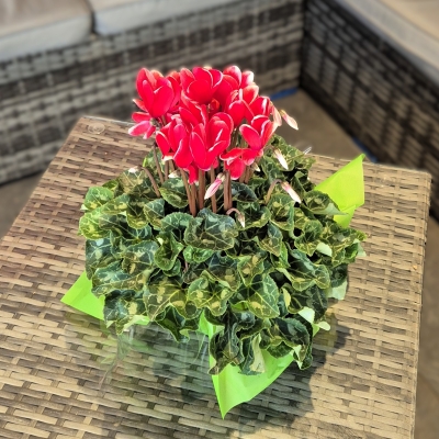 How to Care for Cyclamen – Expert Tips from Kimberleys The Florist in North Somerset