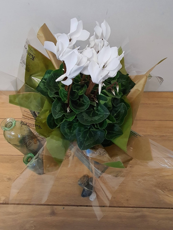 large gift wrapped cyclaman plant 