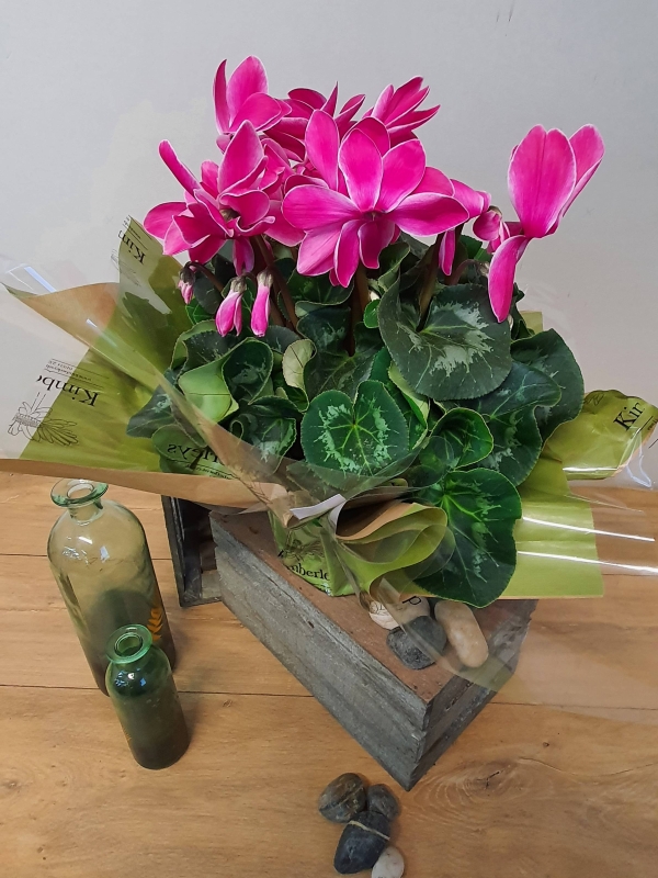 large gift wrapped cyclaman plant 