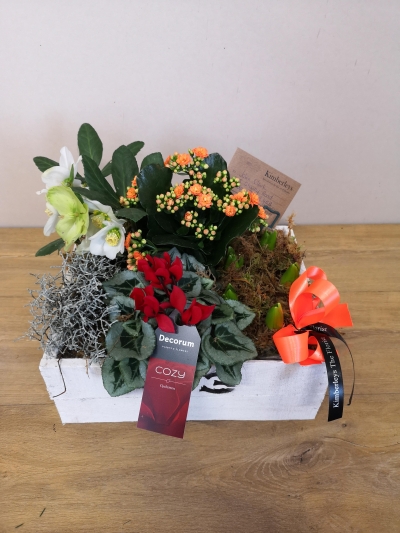 mixed indoor houseplant planter gift box 