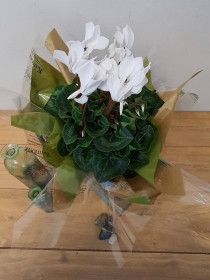 large gift wrapped cyclaman plant 