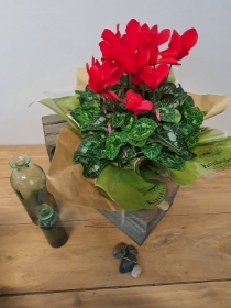 large gift wrapped cyclaman plant 